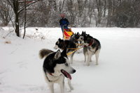 Huskies Erleben